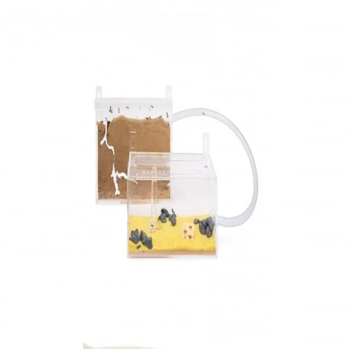 Pequenos kits de parede para formigueiro em acrílico