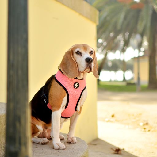 Coleira para cães Dashi Neo Mesh Stripes rosa e preta