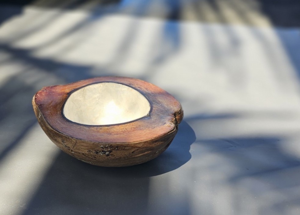 Kokosnuss-Schale mit Muscheleinlage, natur, B 21 cm, L 17 cm, H 8 cm von fischer's lagerhaus
