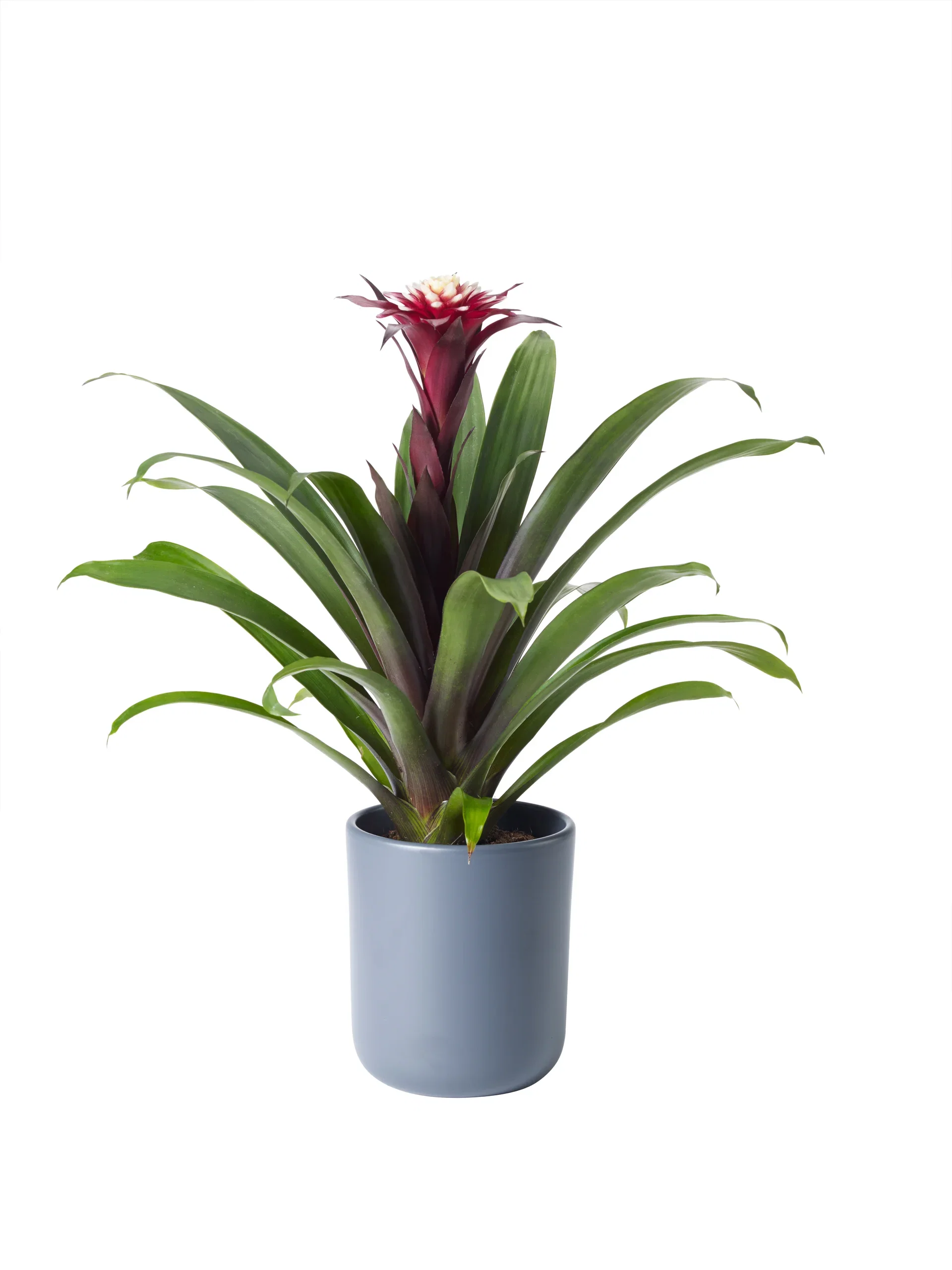 Guzmania Guzmania Høyde 40 cm