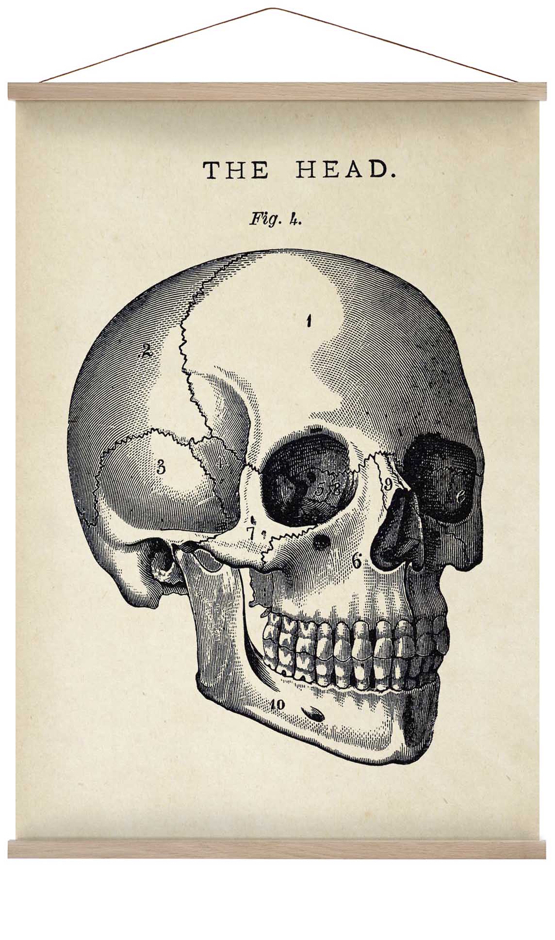 Antiker Totenkopf