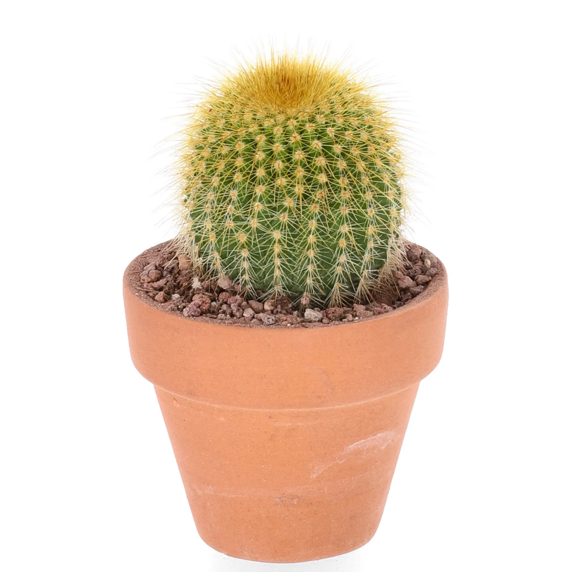 Cactus Kaktus miks Høyde 7 cm