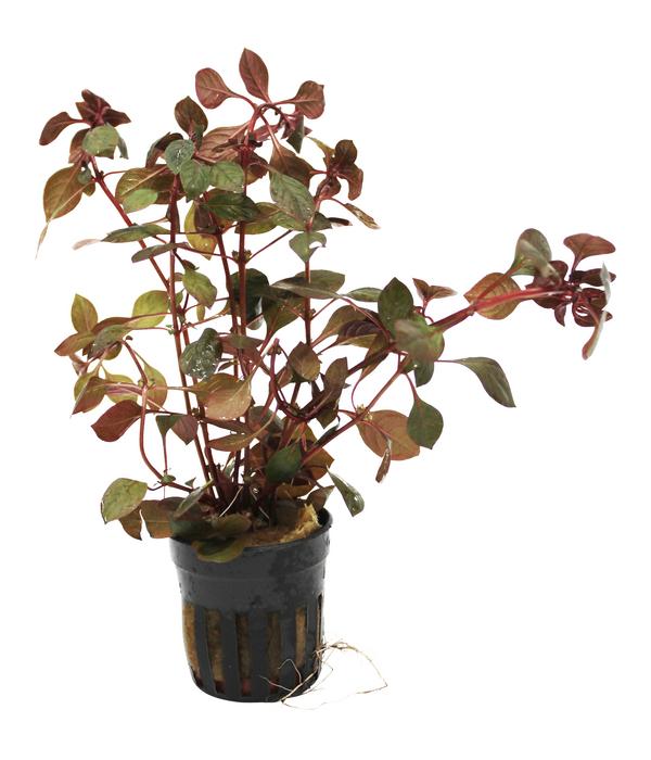 Dehner Aqua Rubin-Ludwigie - Ludwigia repens