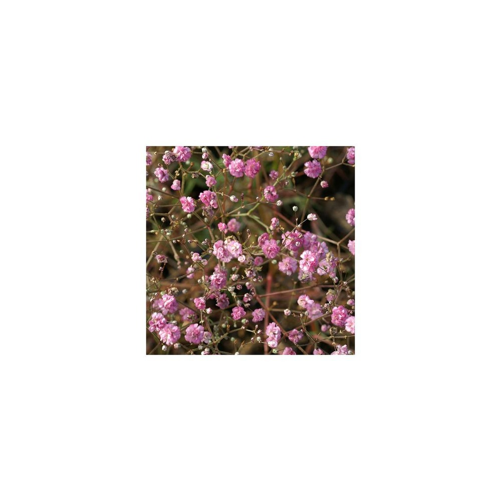 Gypsophile paniculée flamingo/gypsophila paniculata flamingo[-]godet - 5/20 cm