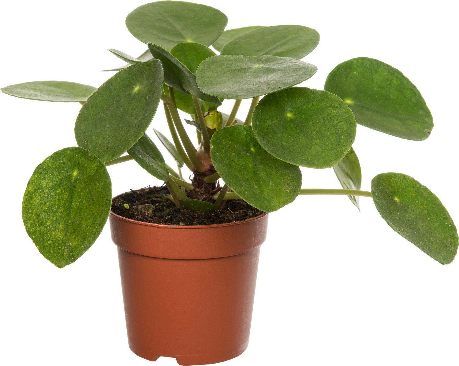 Pannenkoekenplant (Pilea peperomioides) D 7 H 15 cm