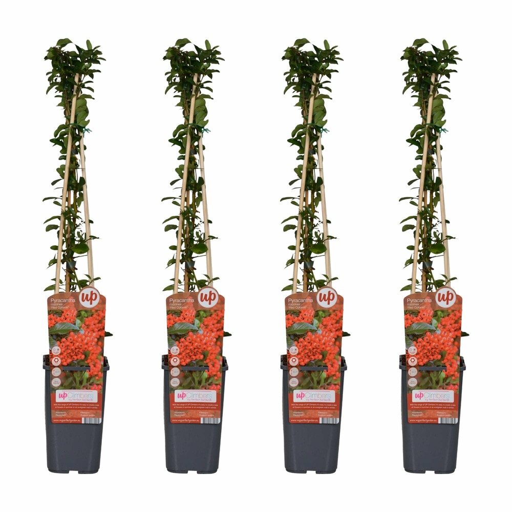 Pyracantha coccinea 'colonne rouge' - lot de 4