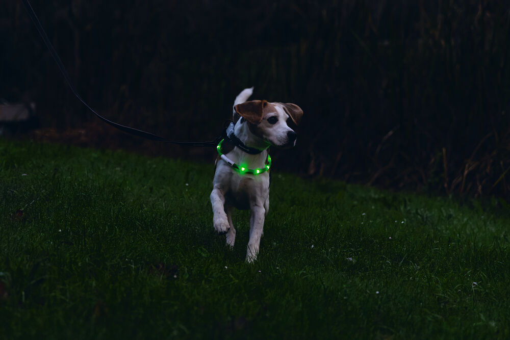 Beeztees Dogini USB - Lichtgevende Halsband  - Hond - groen - 70 cm