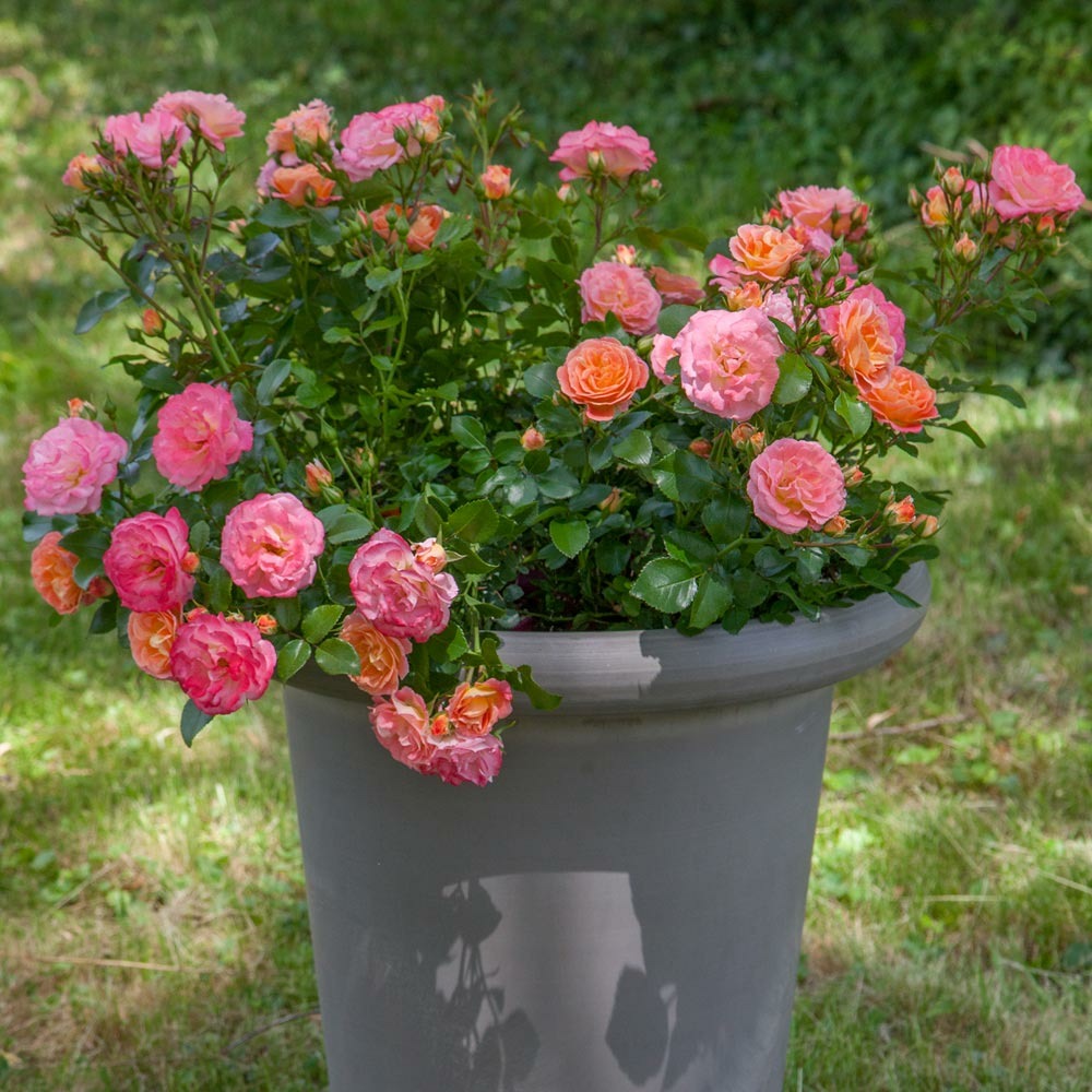 Rosier peach drift ® meiggili le rosier en lot de 3 godets