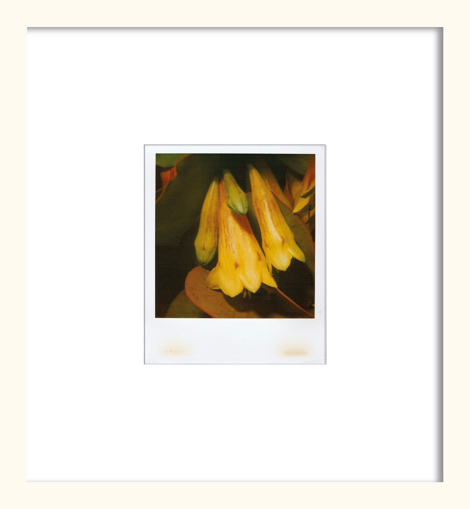 Flower by Nobuyoshi Araki - Unique Artwork