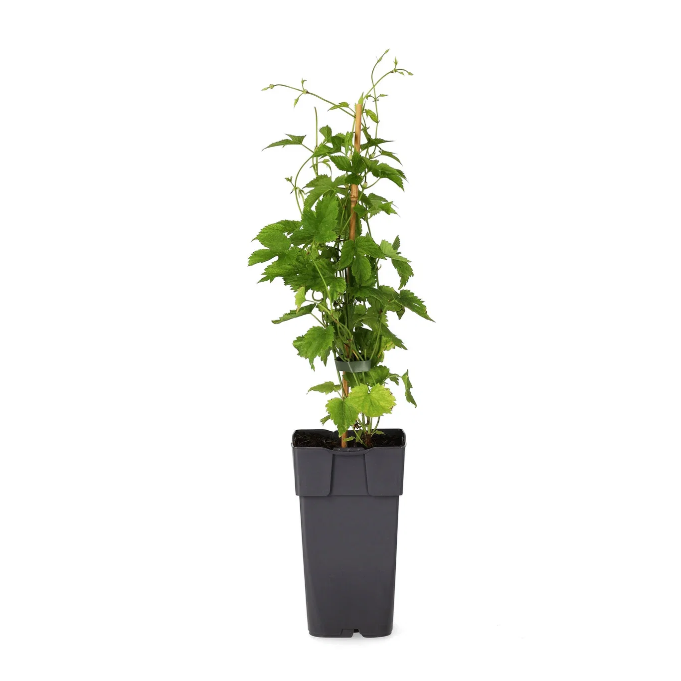 Humulus lupulus 'Nordbrau' Humle 'Nordbrau' Ø15 cm