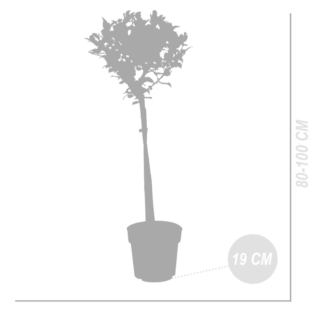 Ilex meserveae 'blue maid' - houx bleu - facile d'entretien - résistant à l'hiver - ⌀19 cm - ↕100 cm