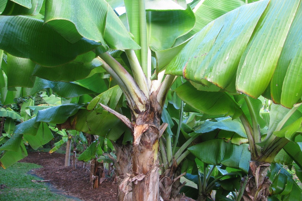 Kit cadeau - banane plantain - 10 graines - musa x paradisiaca