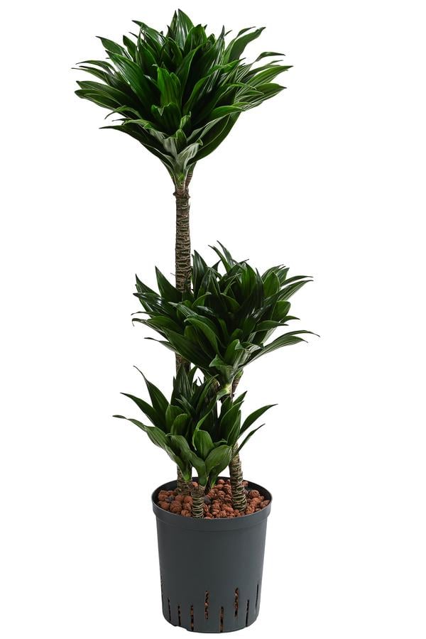 Drachenbaum - Dracaena compacta, Hydrokultur