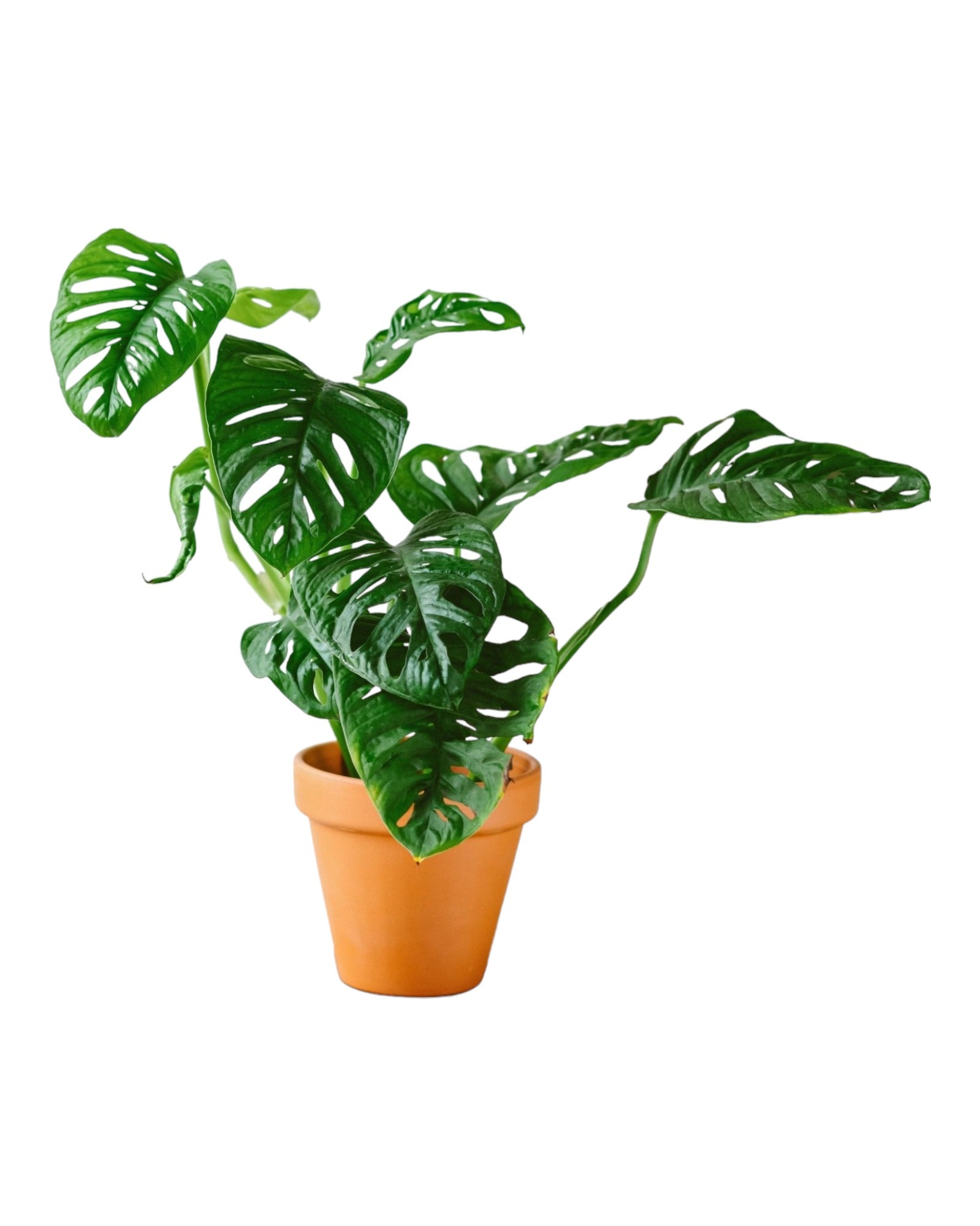 Plante d'intérieur - monstera adansonii 30.0cm