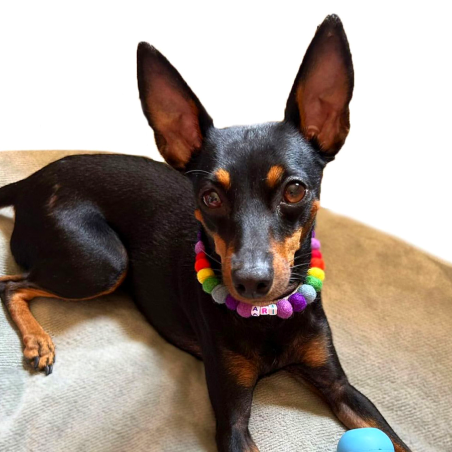 Coleira personalizada para cães com pompons