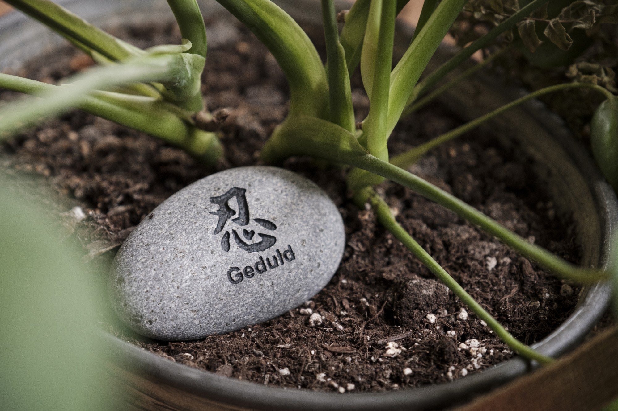 Flusskieselstein 'Geduld', grau, T 7 cm, B 8 cm von fischer's lagerhaus