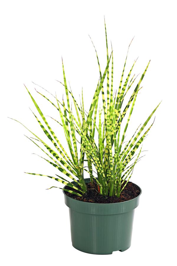 Stachelschweingras 'Strictus'