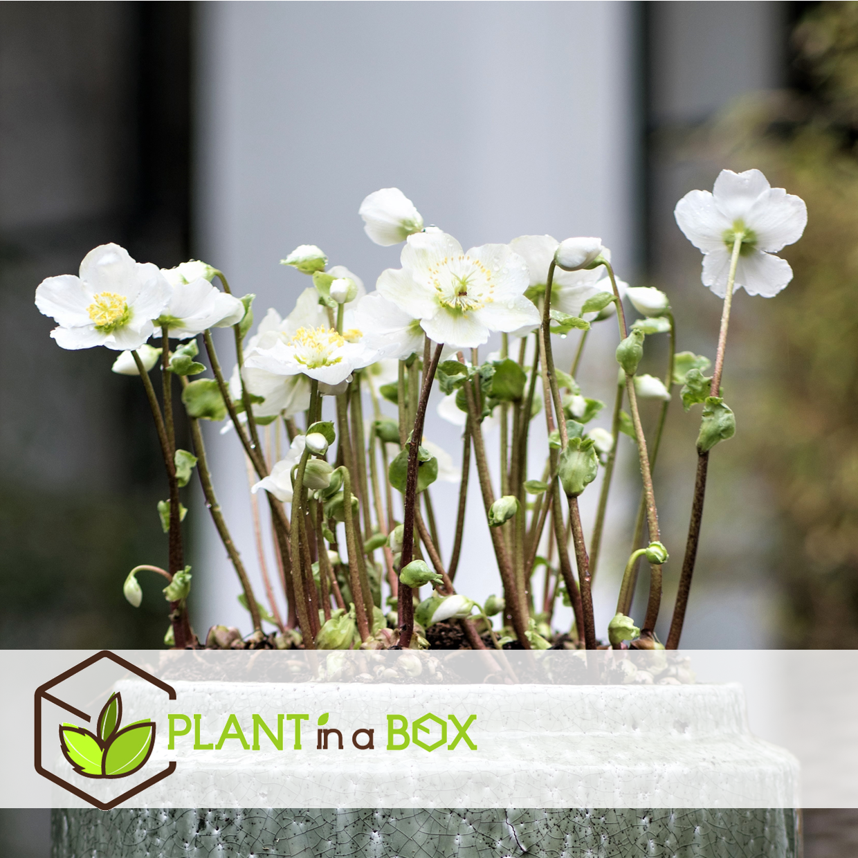 Helleborus mont blanc - set de 6 - jardin - pot 12cm - hauteur 20-30cm