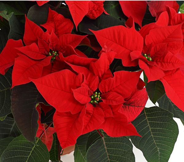 Weihnachtsstern - Euphorbia pulcherrima in