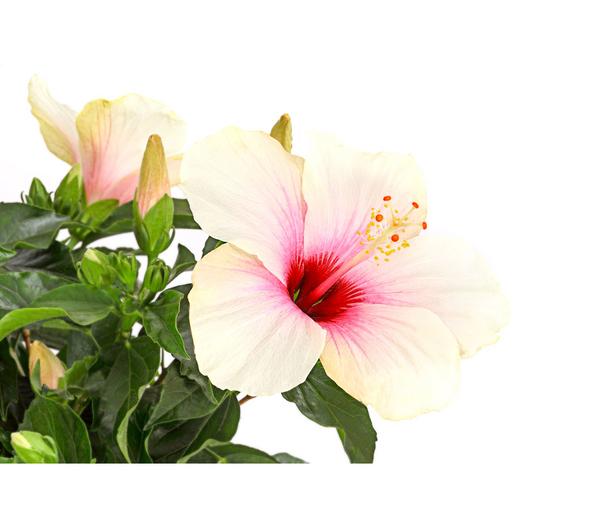 Zimmerhibiskus - Hibiscus rosa-sinensis,