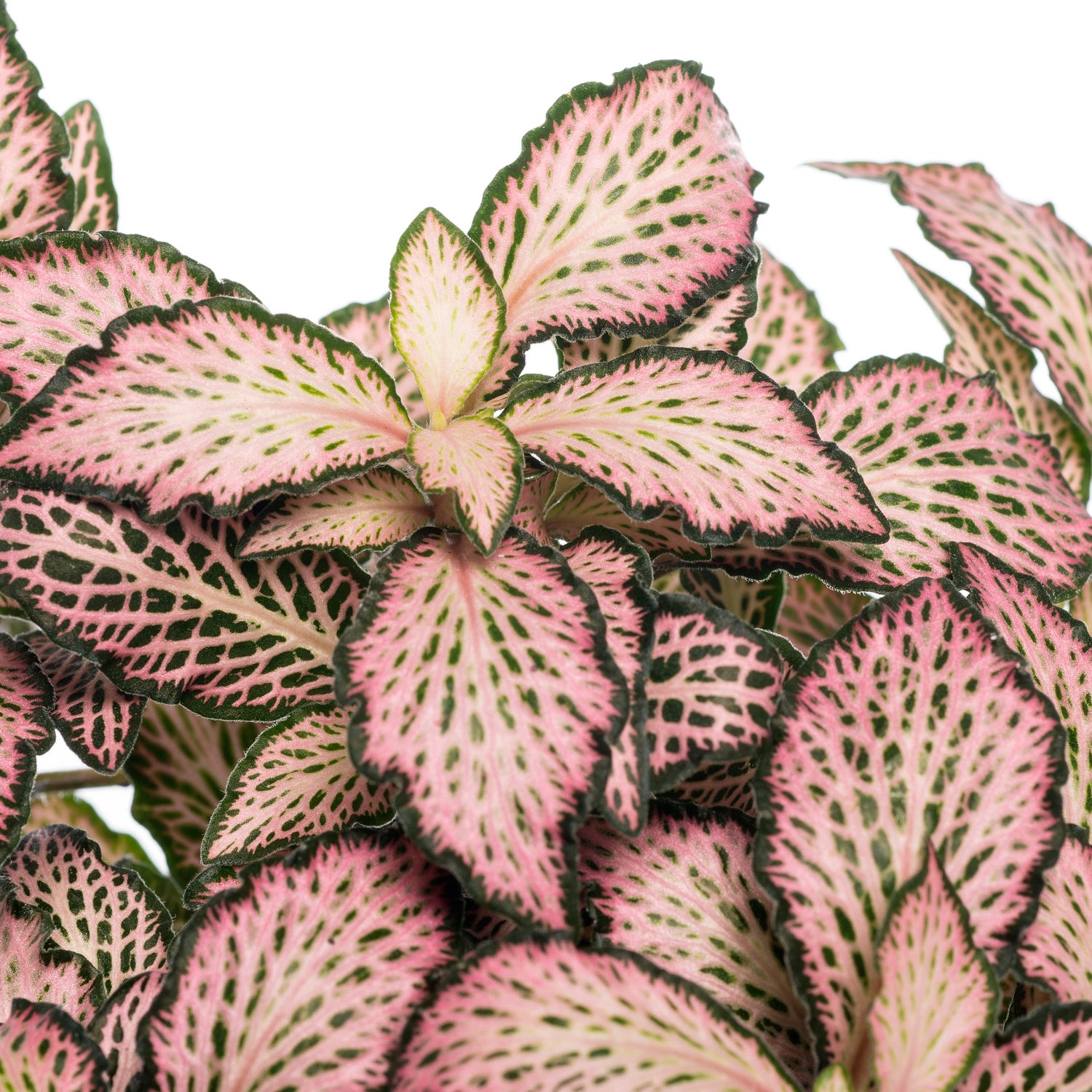 Mozaïekplant (Fittonia mosaic 'Pink Forest Flame') D 12 H 15 cm