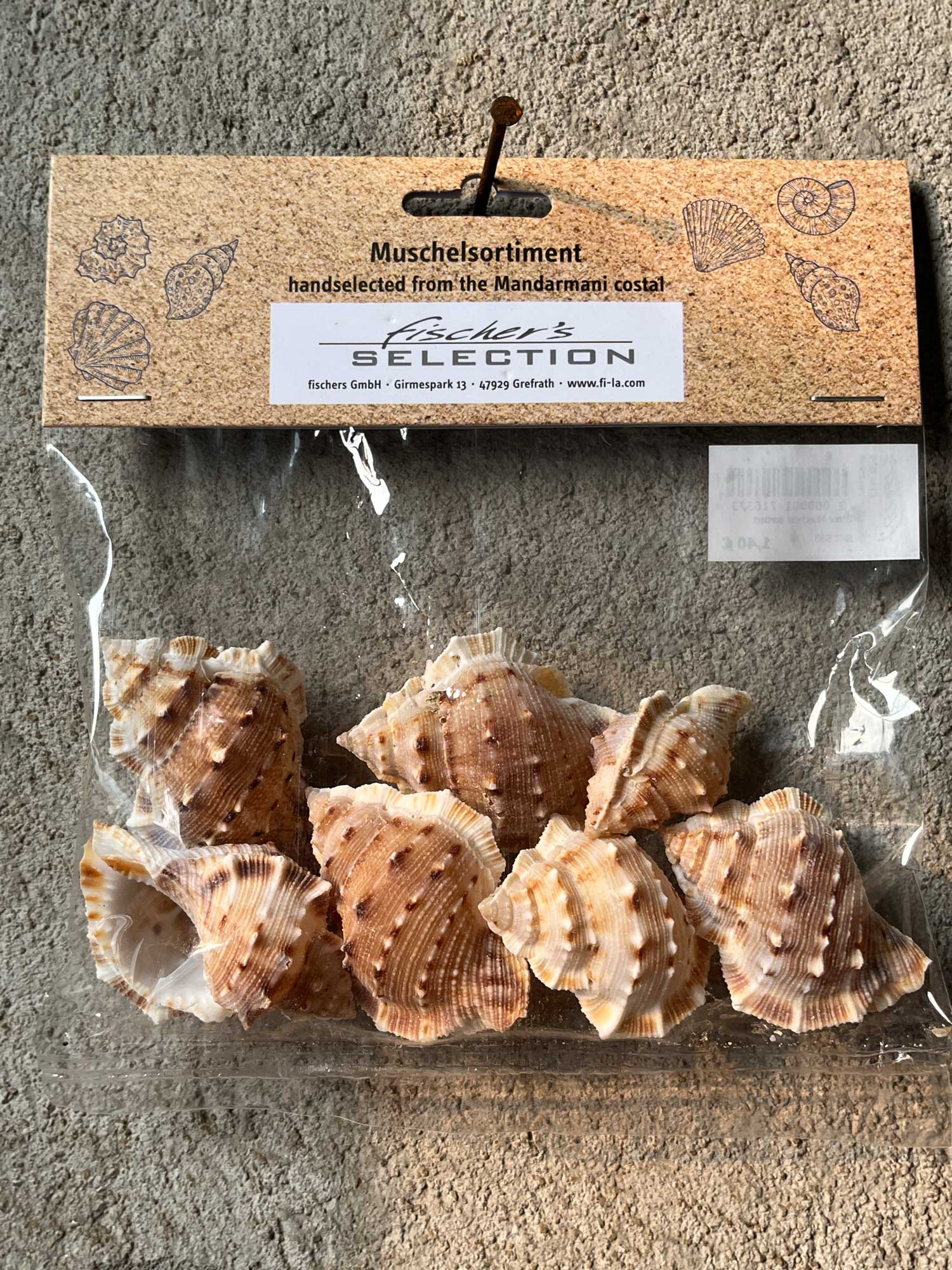 Echte Muscheln sortiert, 60 g von fischer's lagerhaus