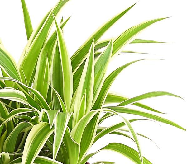Grünlilie - Chlorophytum comosum 'Ocean'