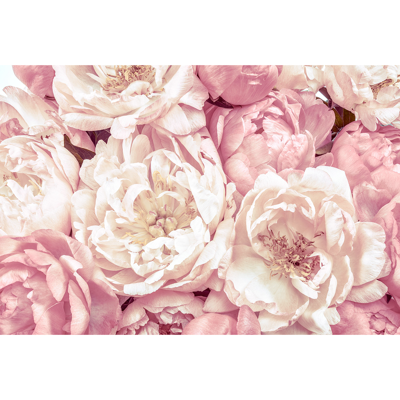 Vlies-Fototapete PEONIES - rosa-weiß - 368x248 cm