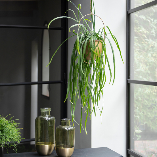 Lepismium Bolivianum en Suspension - pot D17cm