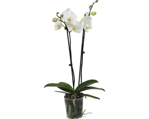 Vlinderorchidee FloraSelf Phalaenopsis multiflora H 55-70 cm Ø 12 cm pot 2 bloemaren diverse kleuren
