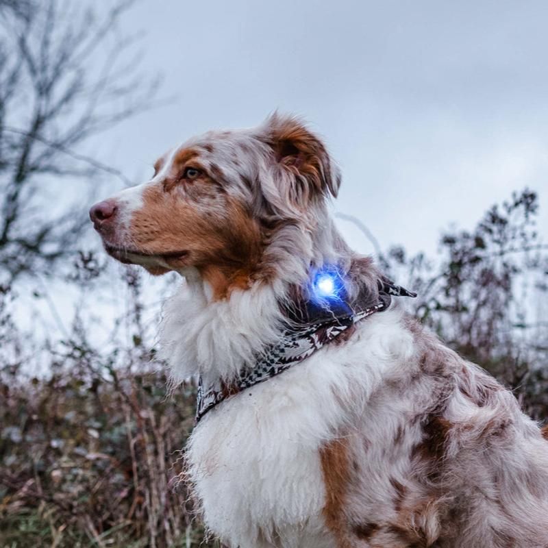 Orbiloc Sicherheitslicht Dog Dual Blue