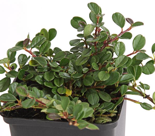 Zwergmispel 'Frieders Evergreen'