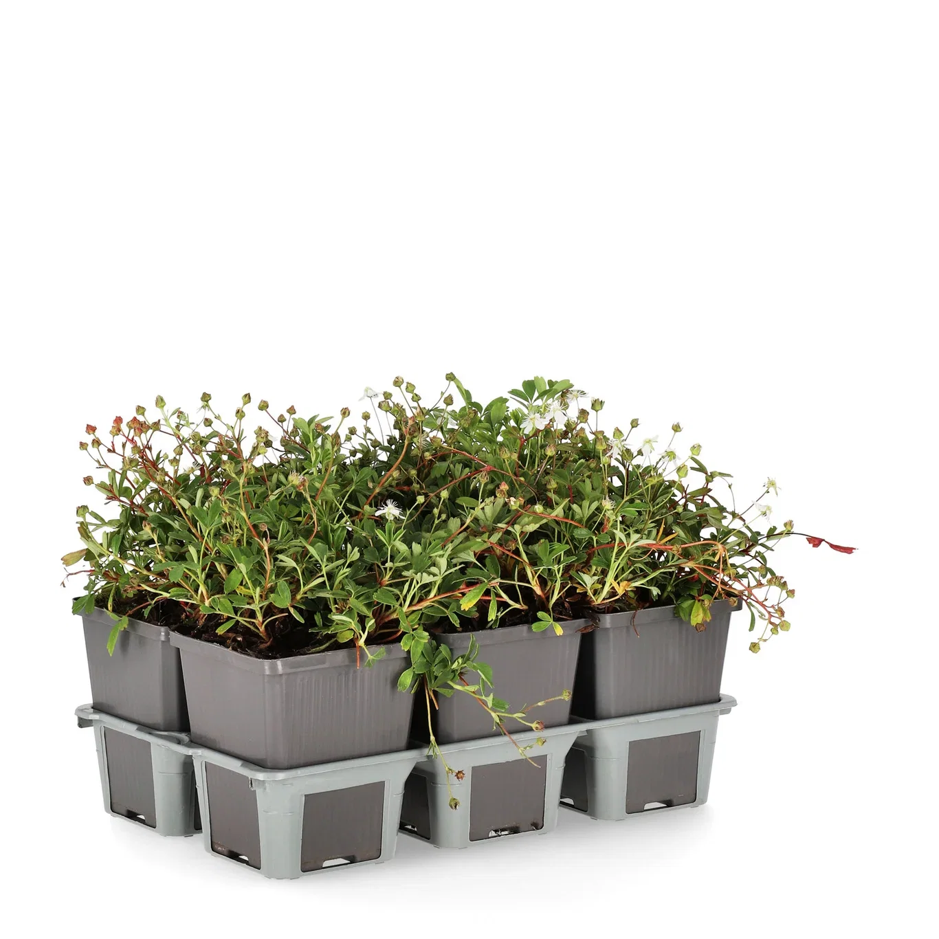 Sibbaldiopsis tridentata 'Nuuk' Grønlandsmure 'Nuuk' 6 pk