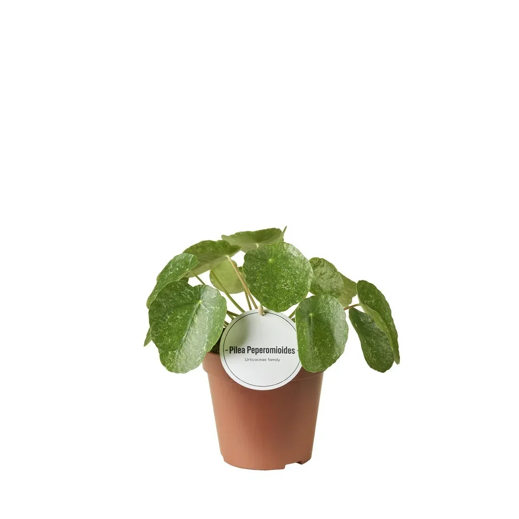 Pilea involucrata 'Sugar' Pilea 'Sugar' Ø13 cm