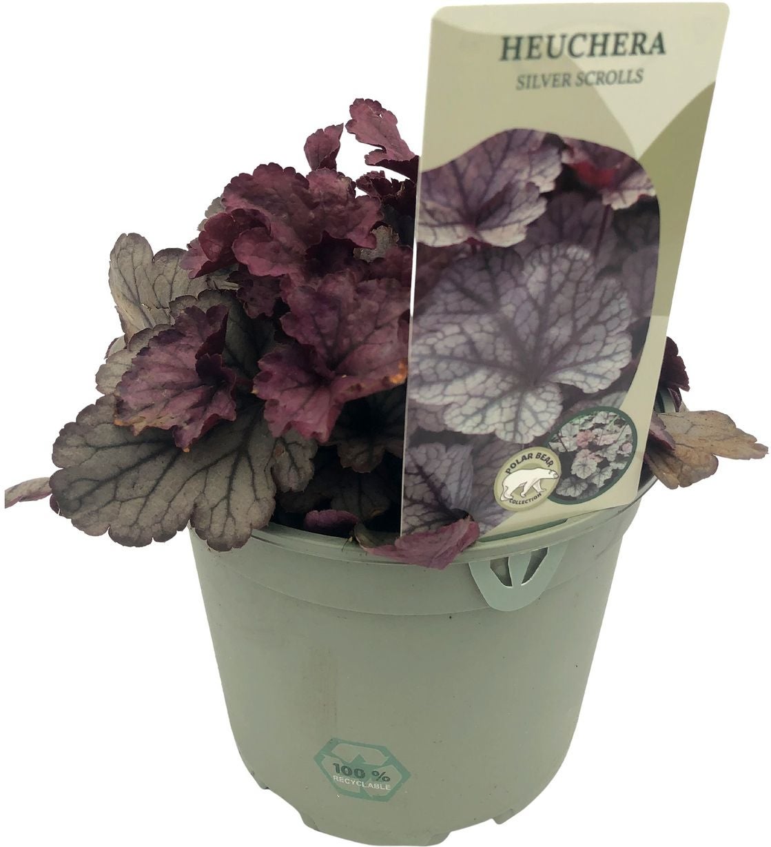 Purperklokje (Heuchera 'Silver Scrolls') D 17 H 25 cm
