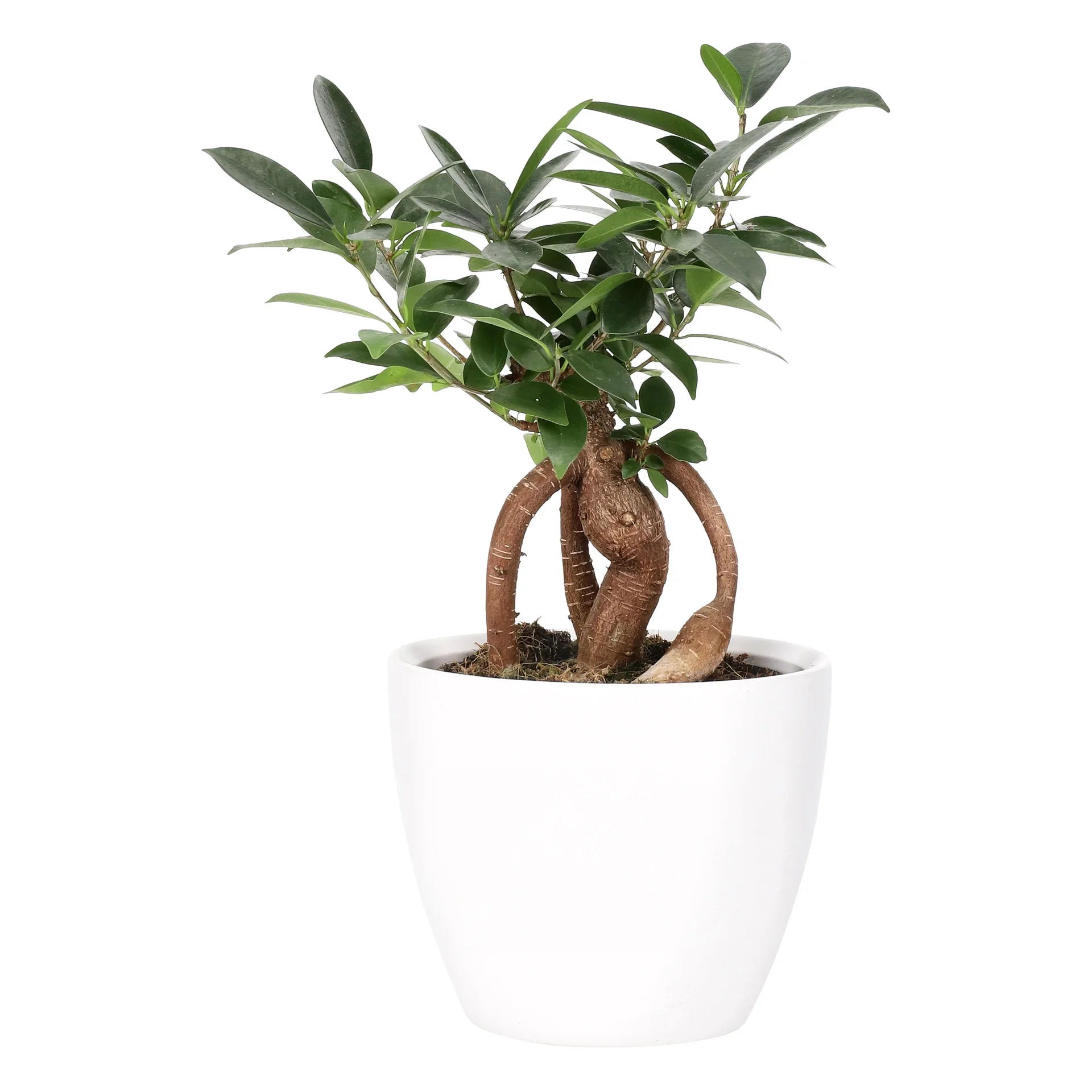 Potte Fia Ø17,5 cm