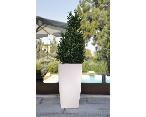 Lafiora plantenbak, kunststof, 31 x 31 x 57 cm, matwit, inclusief zelfbewateringssysteem en waterniveau-indicator.