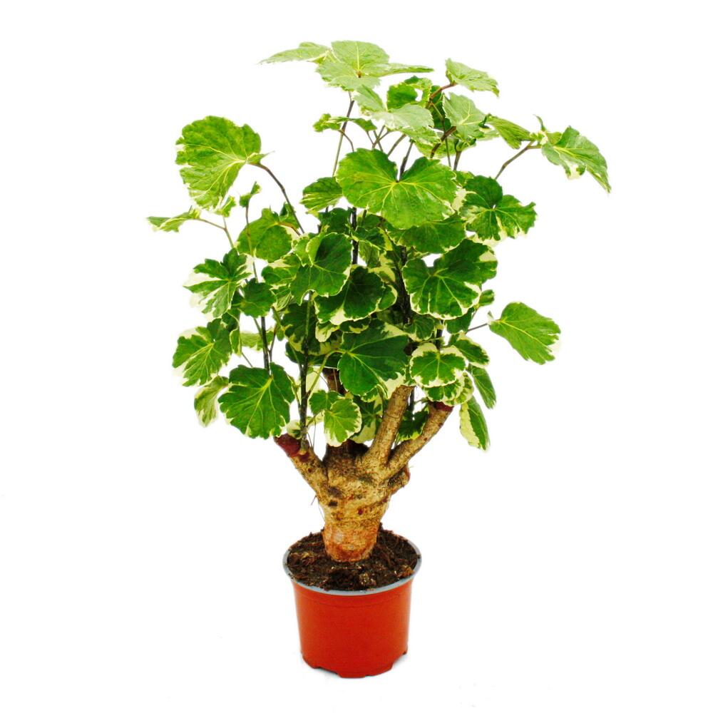 Aralie pennée à fleurs blanches - polyscias balfouriana - plante d'intérieur facile d'entretien - pot de 12cm
