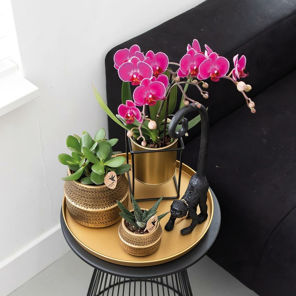 Plante d'intérieur - orchidée phalaenopsis mauve - lot de 2 35cm