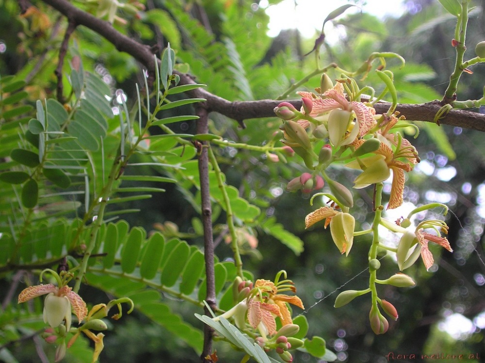 Tamarinier - dattier d'inde - 4 graines - tamarindus indica