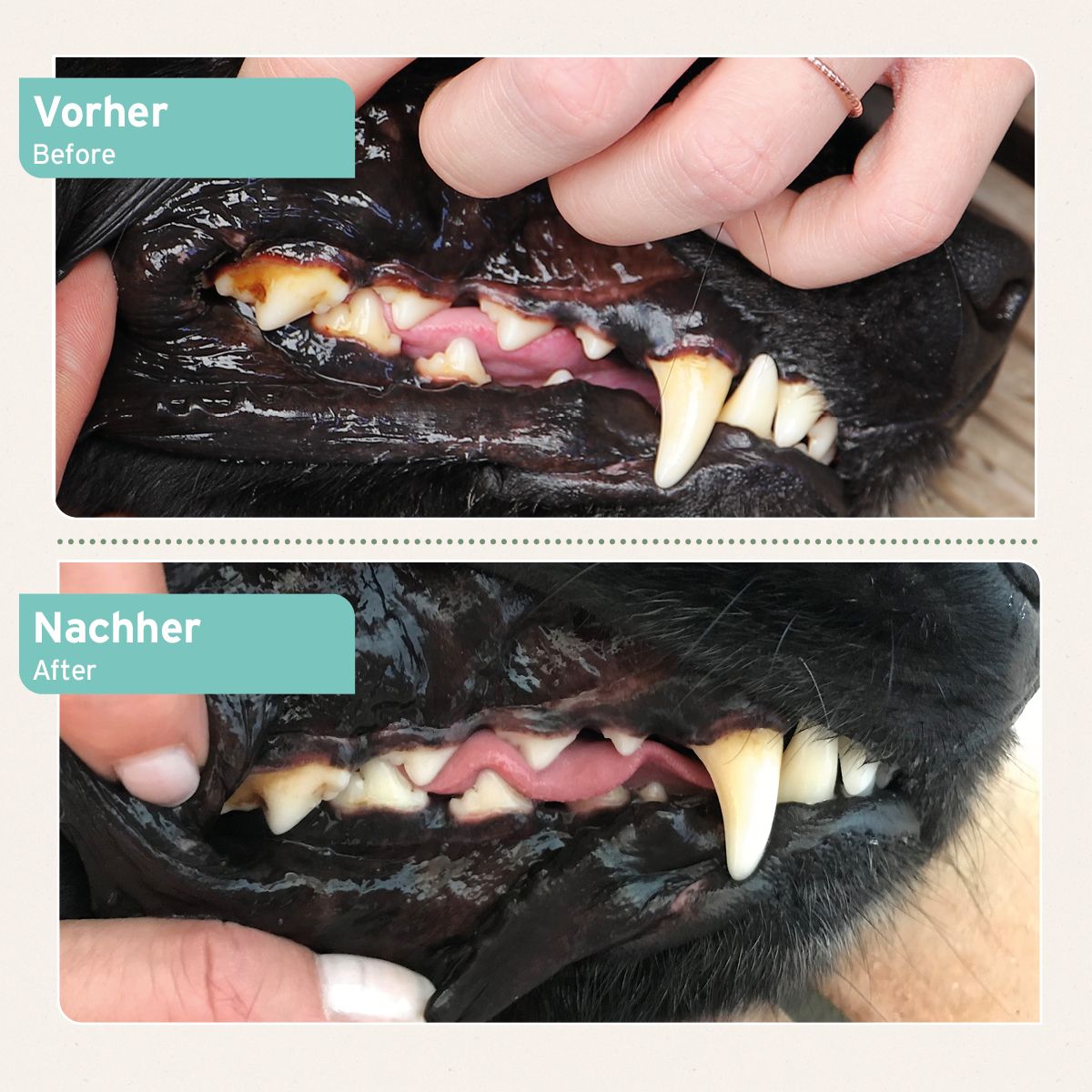AniForte Denta Clean & Care Zahnpflege Pulver