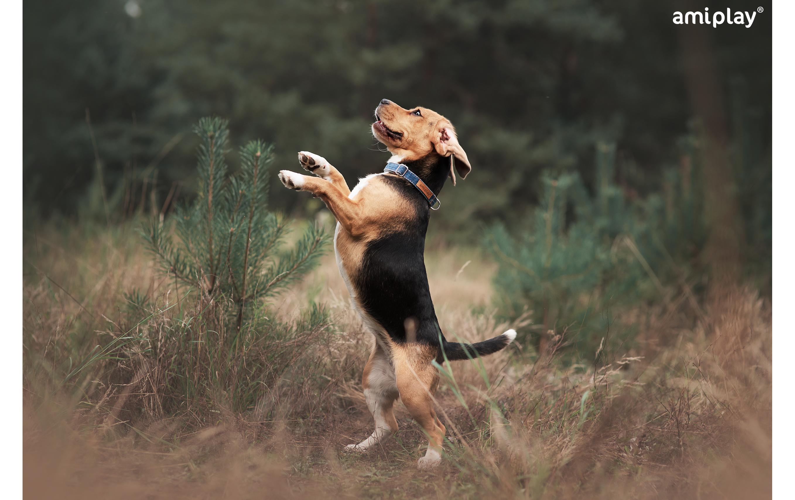 Halsband Denim, HellblauHundehalsband (Grösse: M)