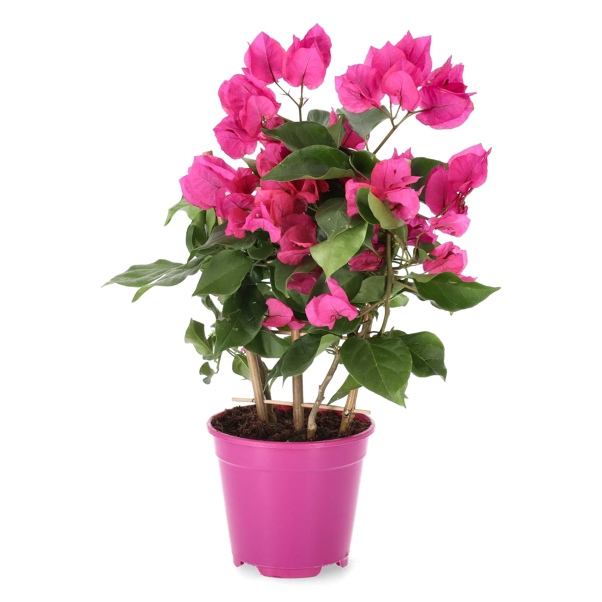 Bougainvillea 'Vera Deep Purple' Trillingblomst 'Vera Deep Purple' Ø14 cm