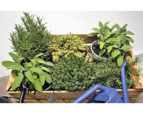 Salie FloraSelf Salvia officinalis H 10-13 cm Co 1.2 L