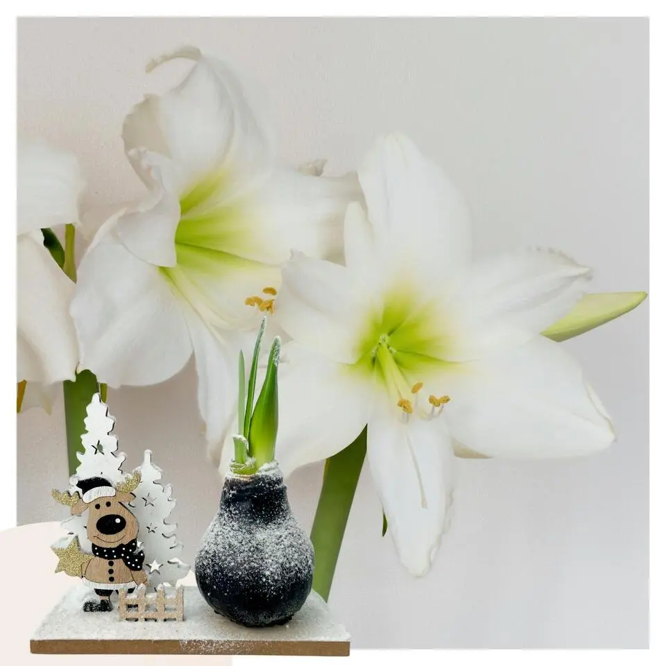 Amaryllis - Hippeastrum 'Winter Wonderland Reindeer'
