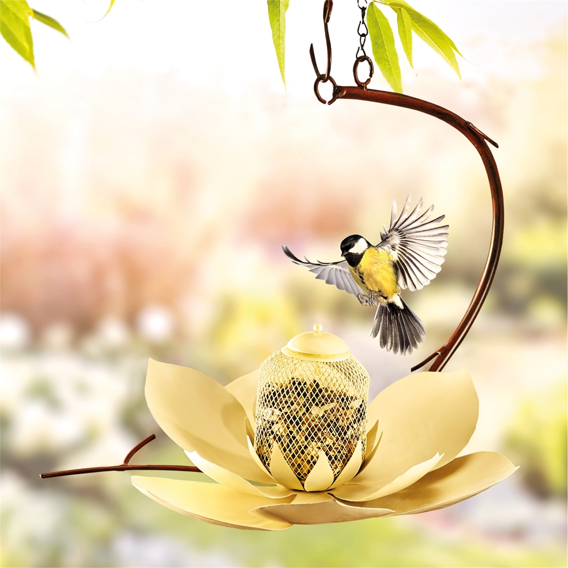 Agrainoir Lotus