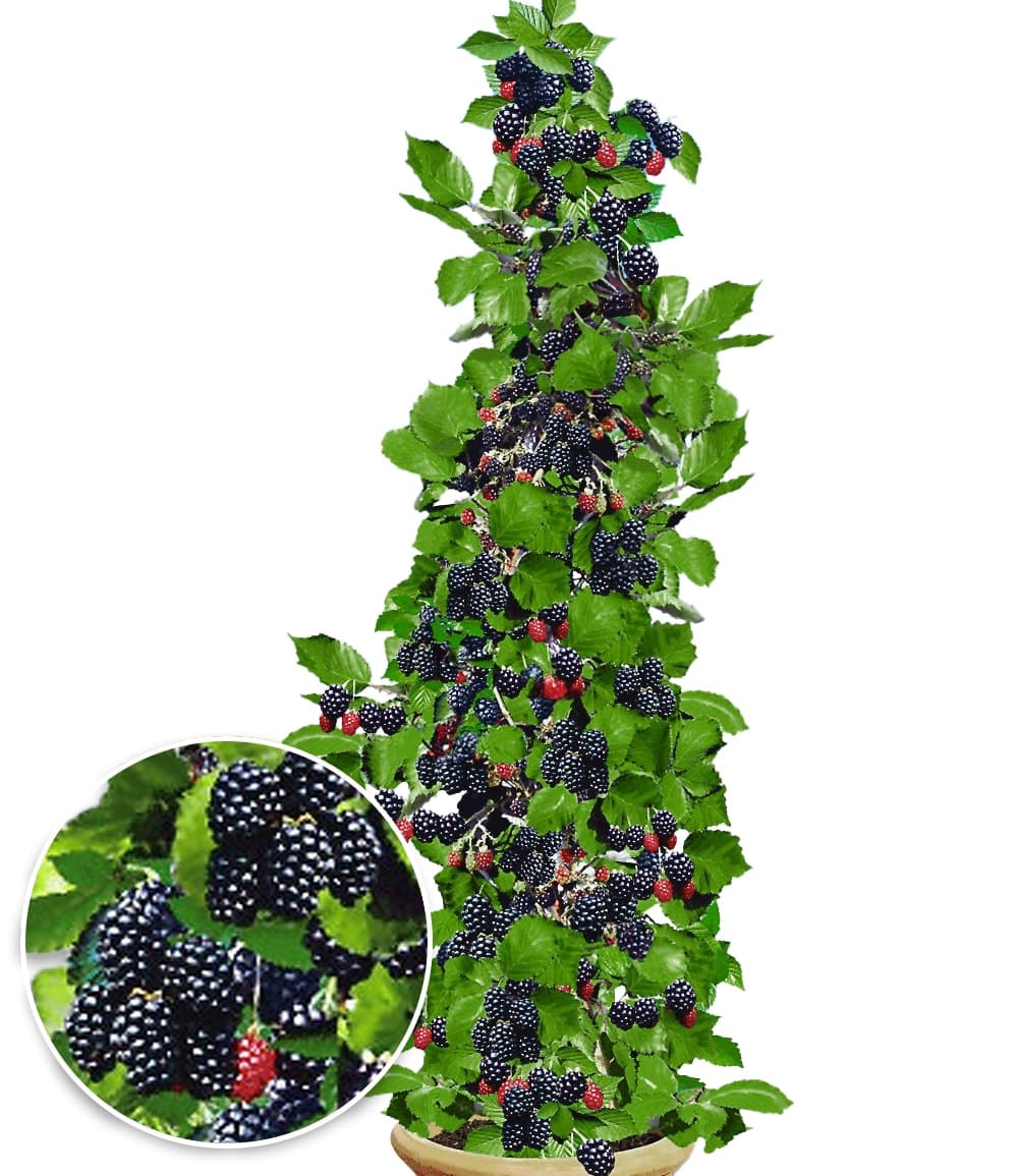 Säulen-Brombeere Navaho® 'Big&Early'