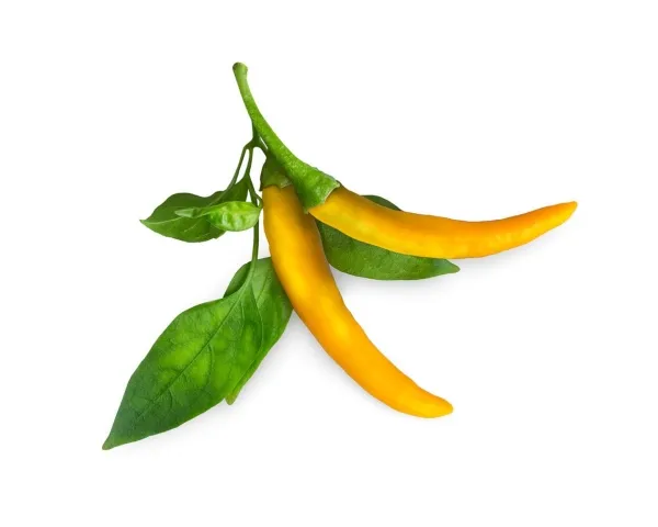 Click & Grow SGR60x3, Spiselig plante, Chili peber, Genopfyldning, Hurtig producent (3-5 uger), 14 - 21 dage, 3 måned(er)