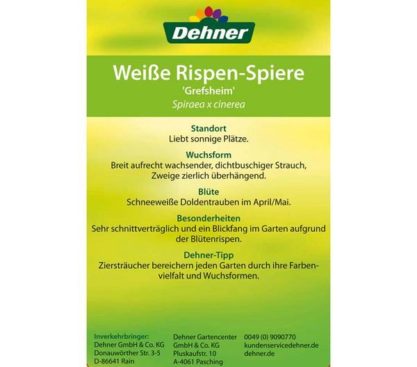 Rispenspiere 'Grefsheim'