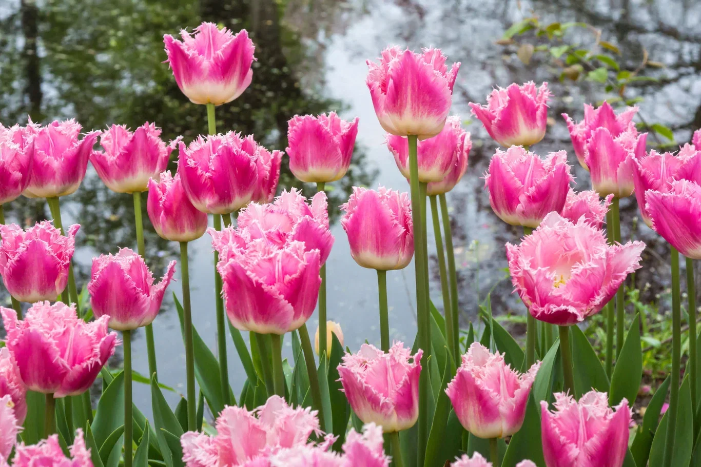Tulipa gesneriana 'Dallas' Tulipan 'Dallas'